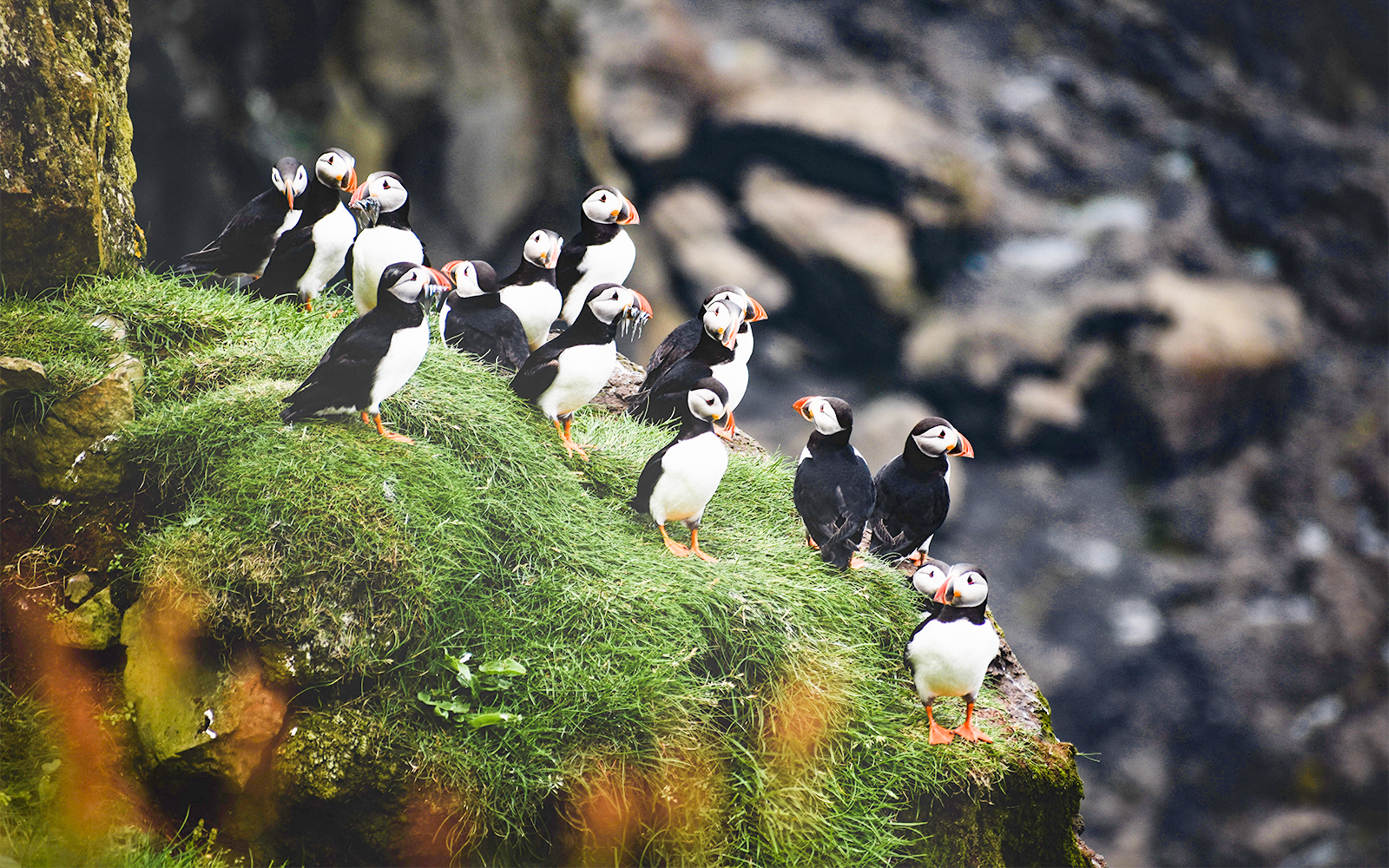 Puffins with fish on Lundey Island during Husavik whale and puffin tour.