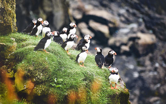 Puffins with fish on Lundey Island during Husavik whale and puffin tour.