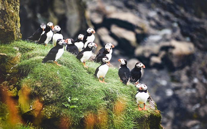 Puffins with fish on Lundey Island during Husavik whale and puffin tour.