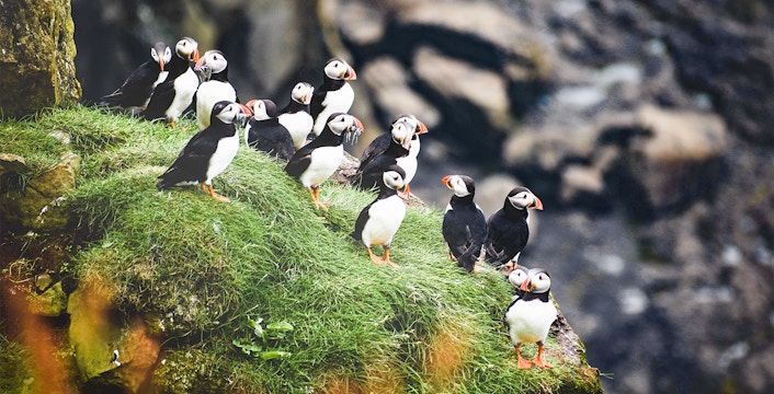 Husavik Puffin Tour