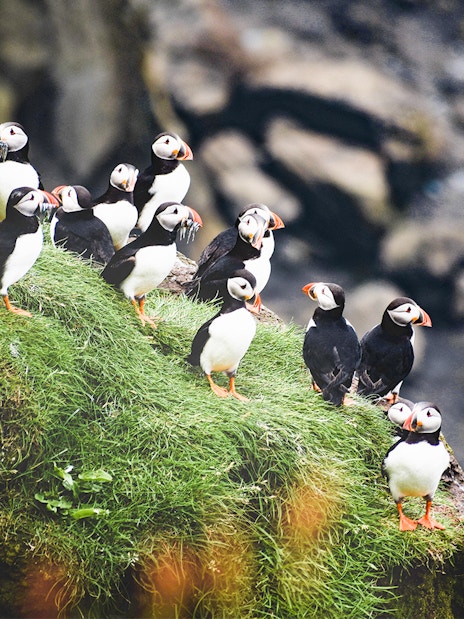 Puffins with fish on Lundey Island during Husavik whale and puffin tour.