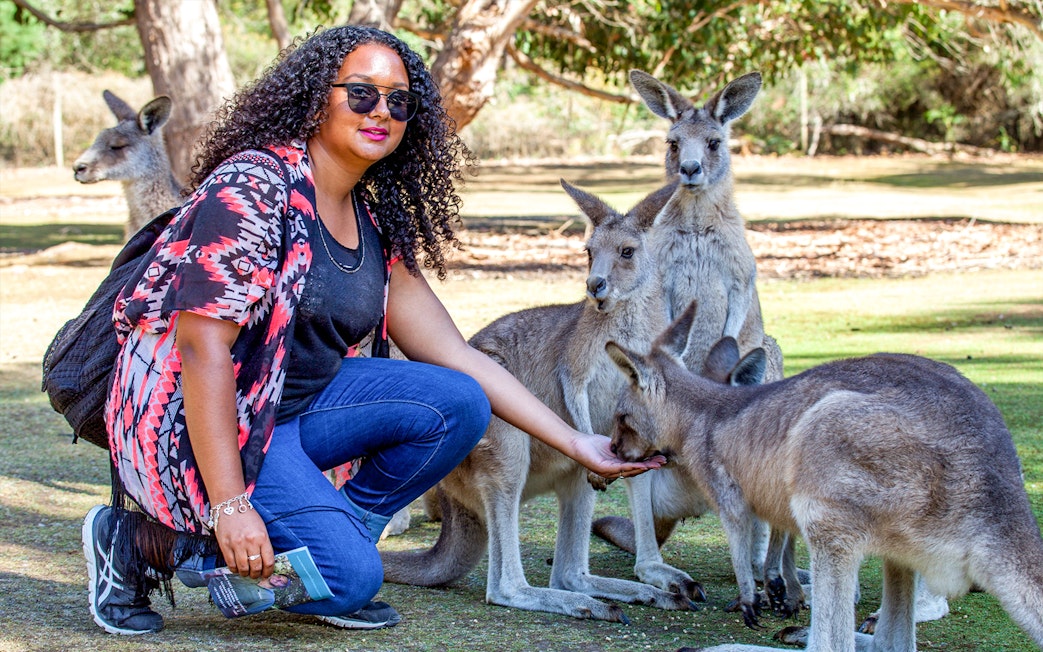 Visitor feeding kangaroos during Port Arthur tour in Tasmania.