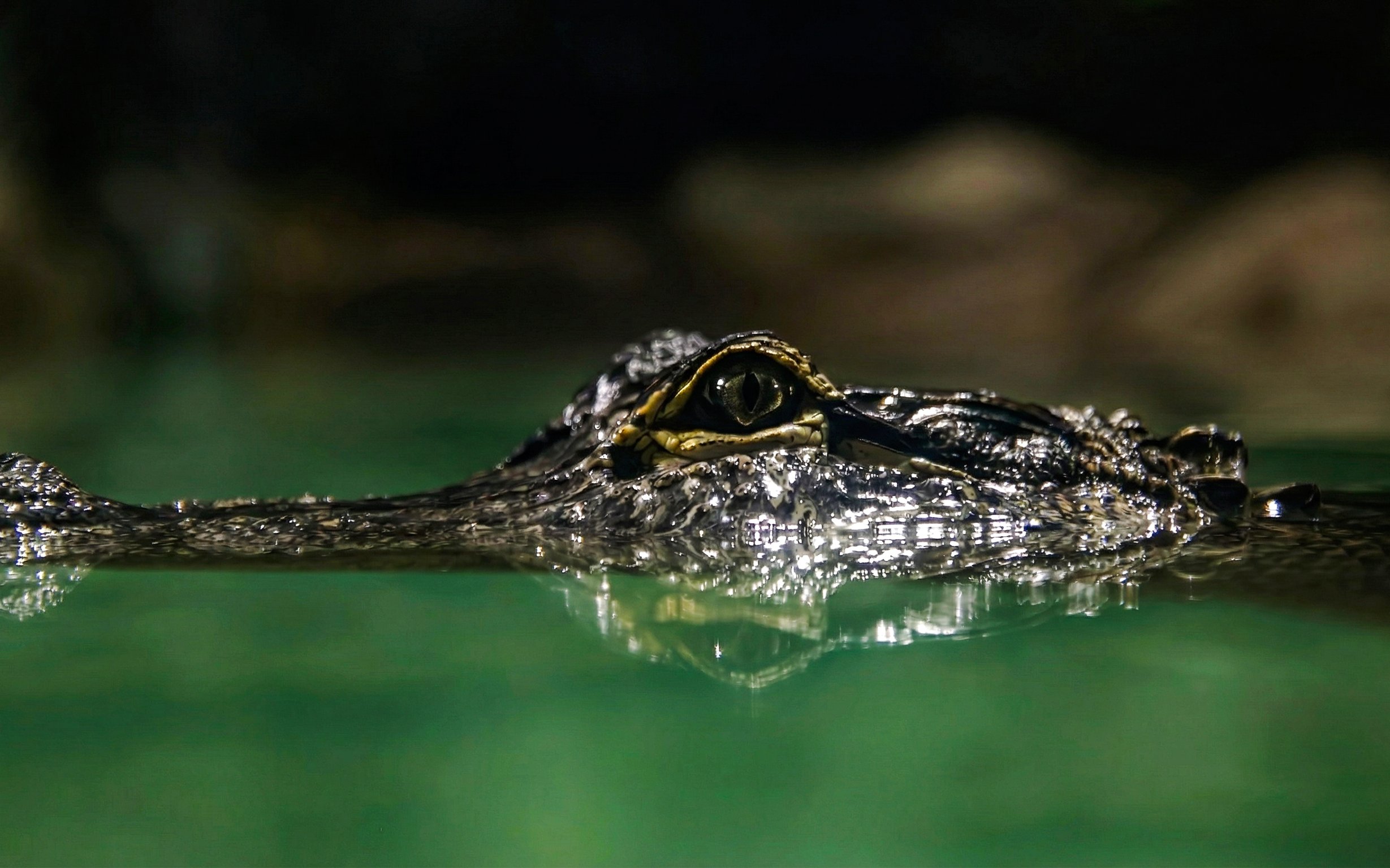 Crocodile eye above water at Zooparc de Beauval, Loire Valley, France.