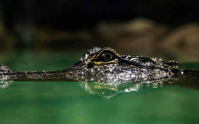 Crocodile eye above water at Zooparc de Beauval, Loire Valley, France.