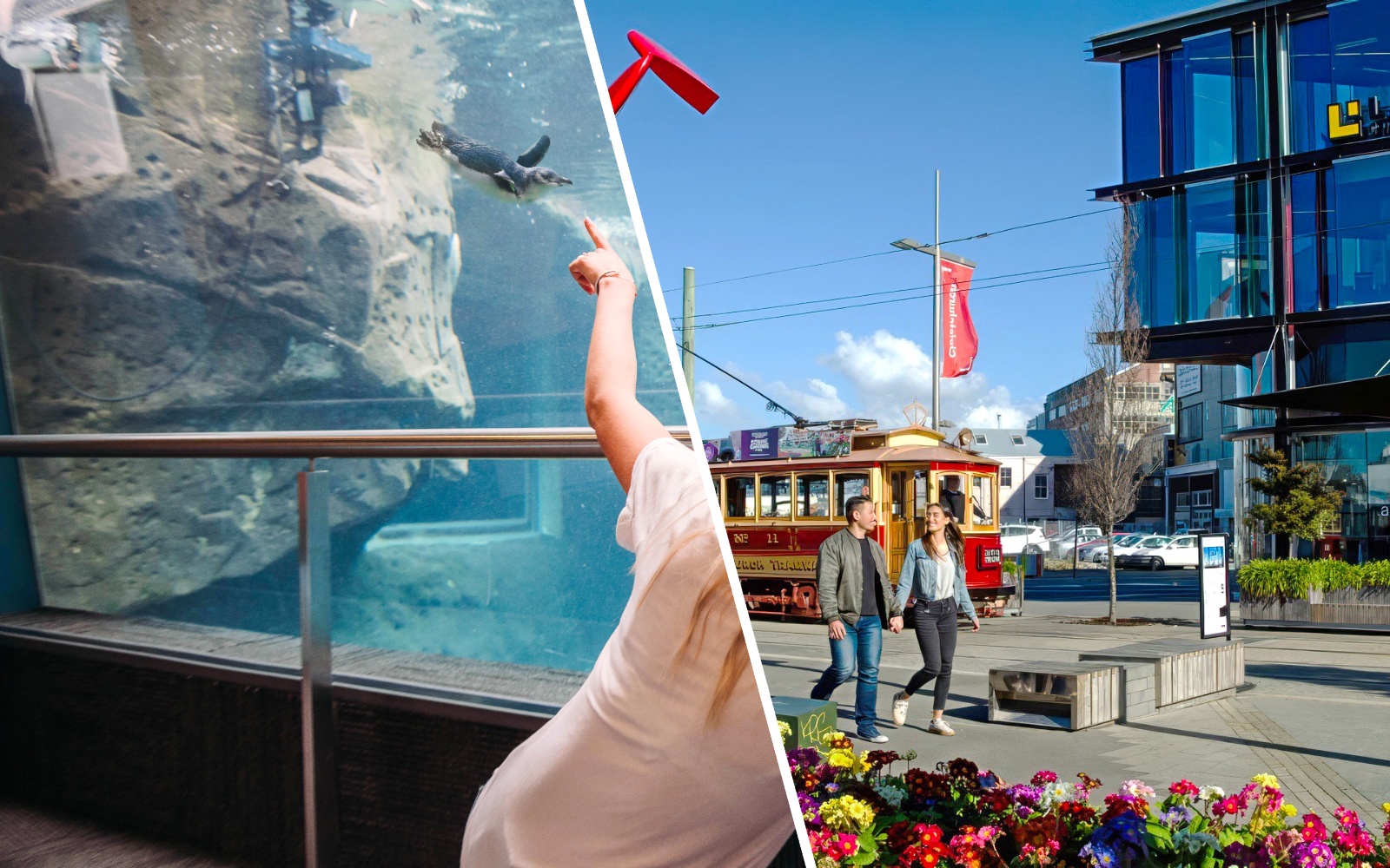Couple walking near vintage tram in Christchurch with aquarium penguin exhibit.
