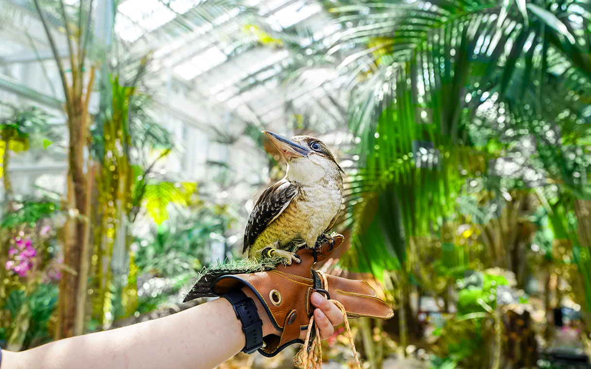Kookaburra perched on gloved hand in Gapyeong Begonia Bird Park greenhouse.