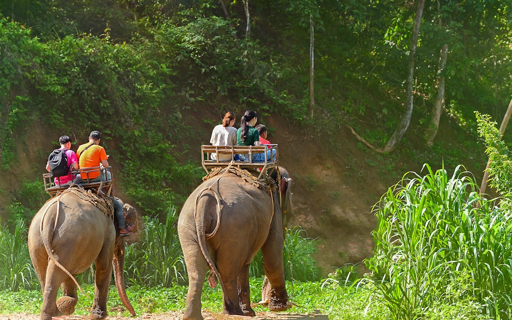 Elephant ride through lush greenery in Phuket during a full-day adventure tour.