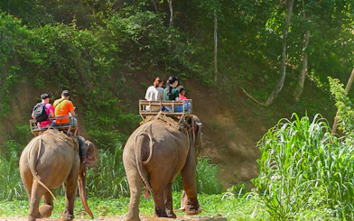 Elephant ride through lush greenery in Phuket during a full-day adventure tour.