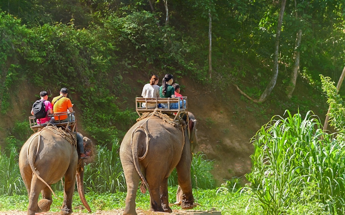 Elephant ride through lush greenery in Phuket during a full-day adventure tour.