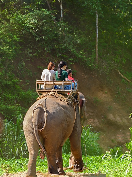 Elephant ride through lush greenery in Phuket during a full-day adventure tour.