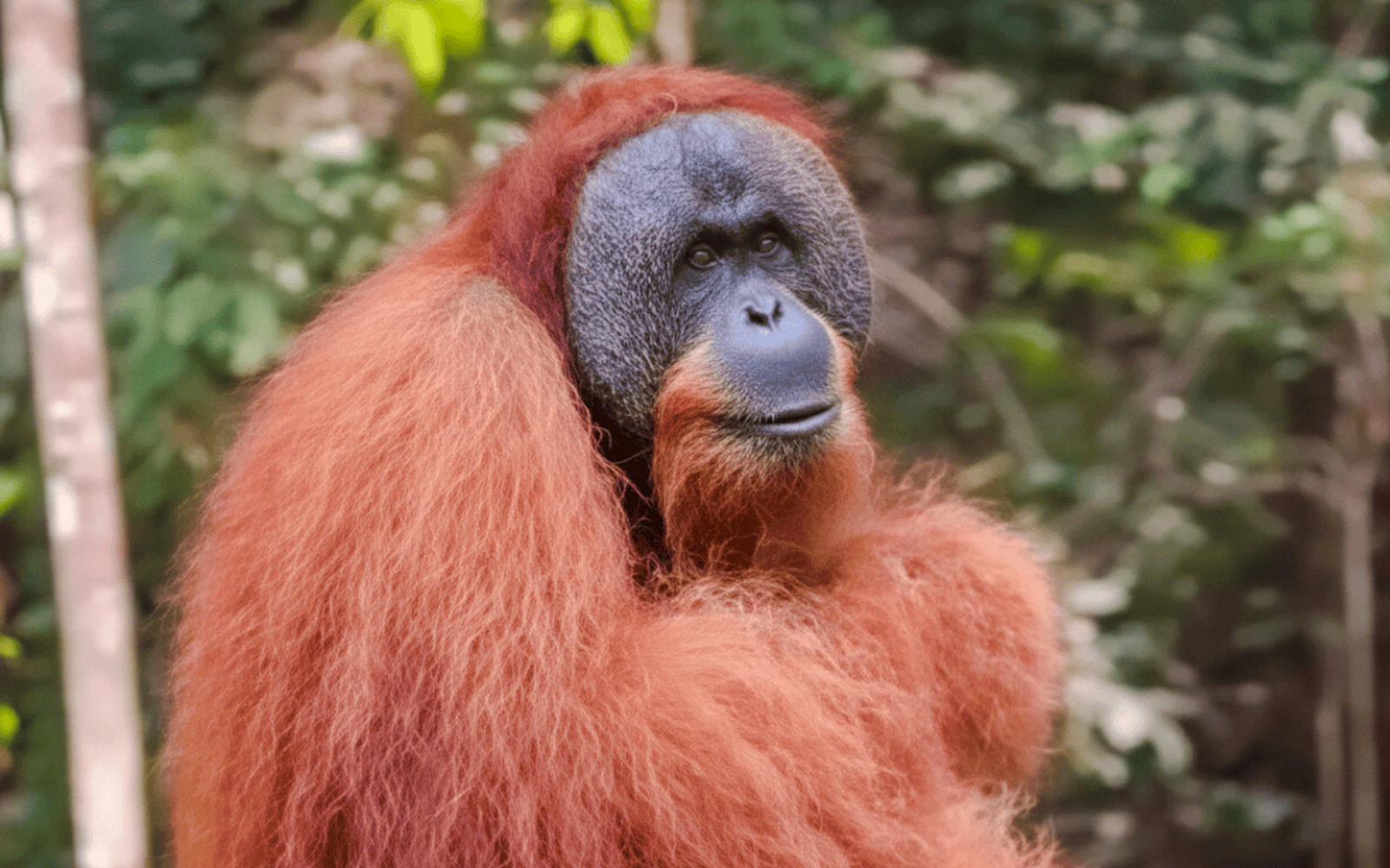 Bukit lawang : 3D2N Orangutan jungle trekking & River tubing tours