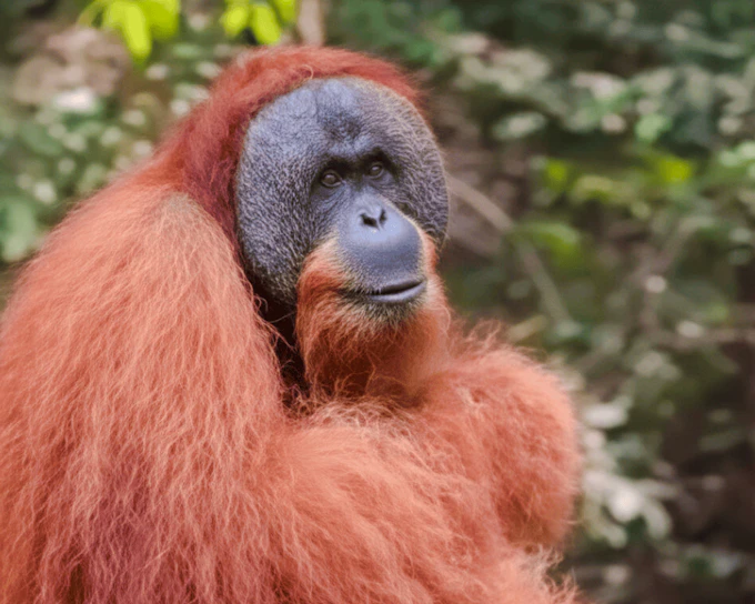 Bukit Lawang Orangutan Trekking & Bahorok River Tubing Tour in Gunung Leuser National Park (Product 54529)