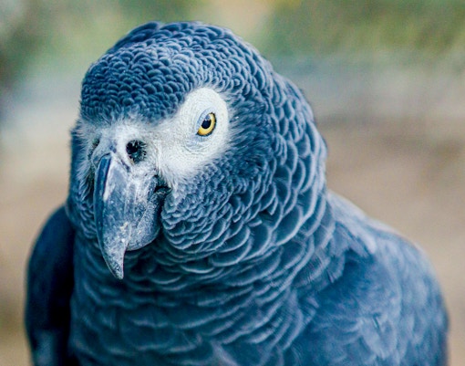 Lisbon Zoo's Conservation Efforts