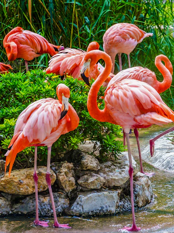 Flamingos gathered by a pond at Lisbon Zoo, Portugal.