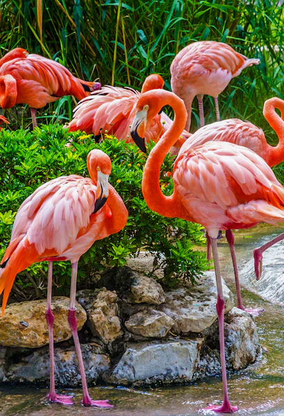 Flamingos gathered by a pond at Lisbon Zoo, Portugal.
