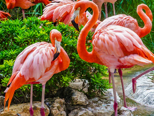 Flamingos gathered by a pond at Lisbon Zoo, Portugal.