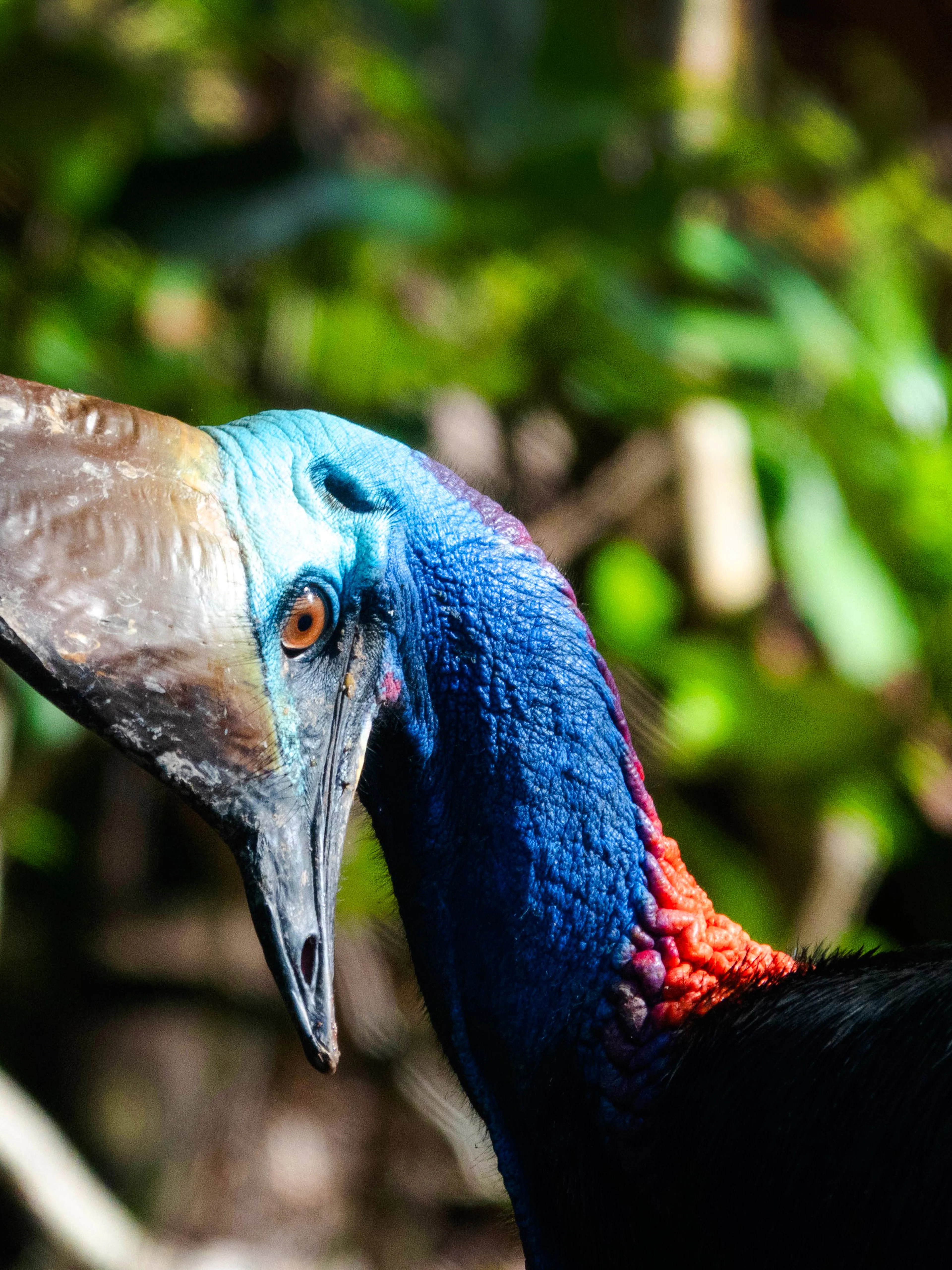 Southern Cassowary in the Daintree rainforest, Australia.