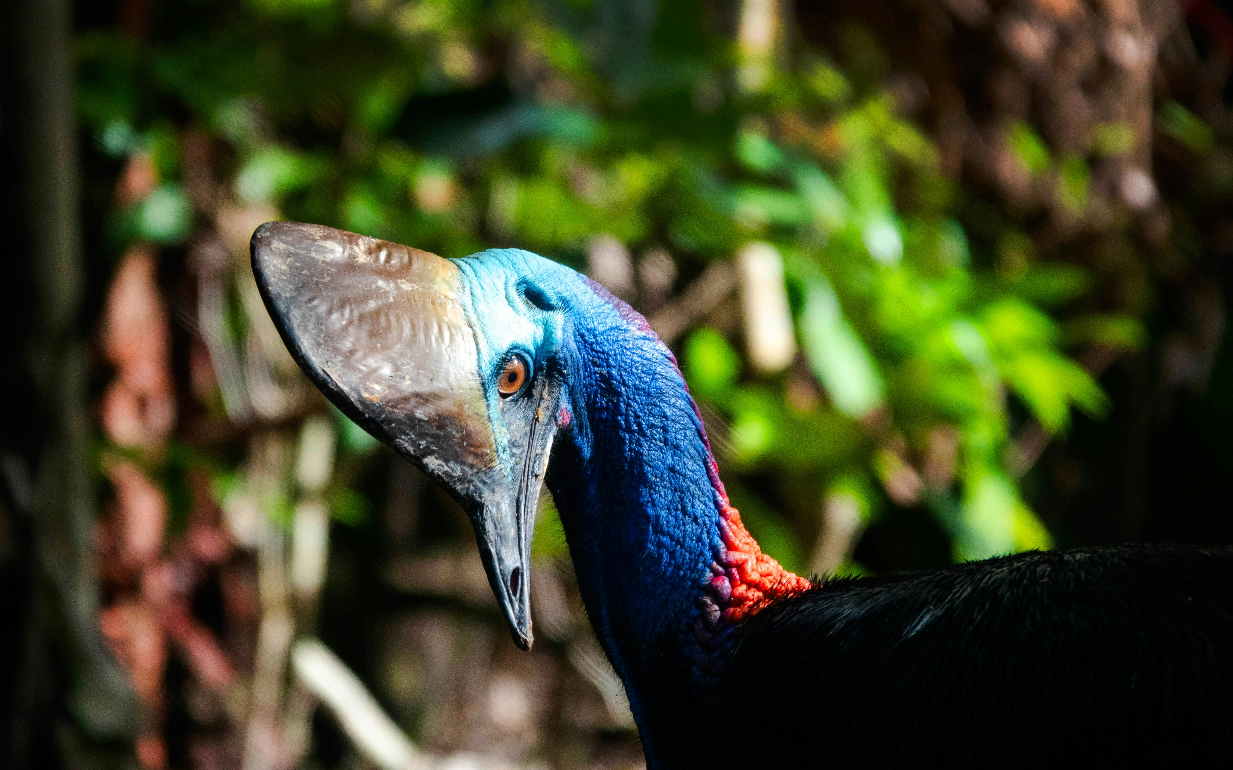 Southern Cassowary in the Daintree rainforest, Australia.