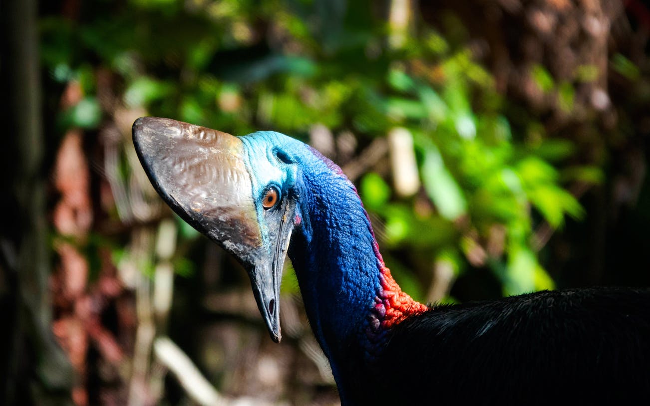 Southern Cassowary in the Daintree rainforest, Australia.