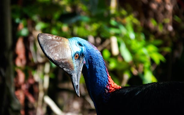 Southern Cassowary in the Daintree rainforest, Australia.