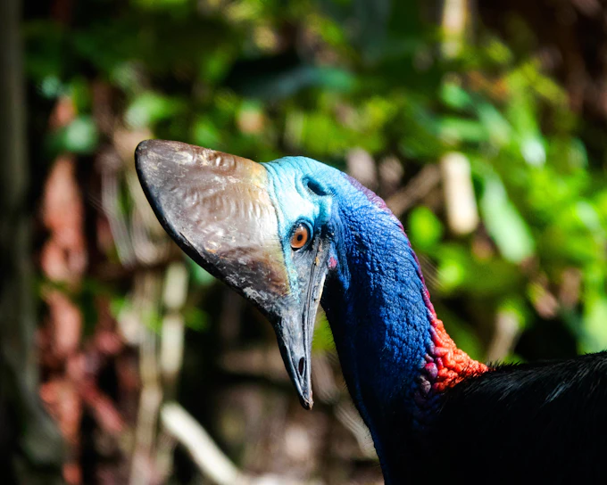 From Port Douglas: Small Group Half Day Tour of Daintree & Mossman Gorge with River Cruise & Picnic Lunch