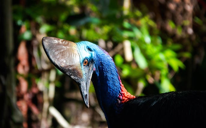 Southern Cassowary in the Daintree rainforest, Australia.