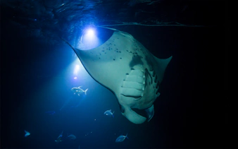 Manta ray swimming at night during a snorkel session on Big Island.