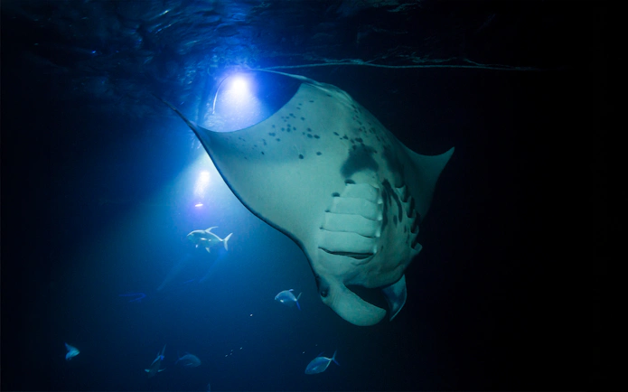 Manta ray swimming at night during a snorkel session on Big Island.