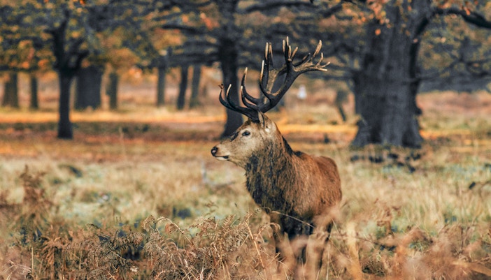 hunting lodge in versailles