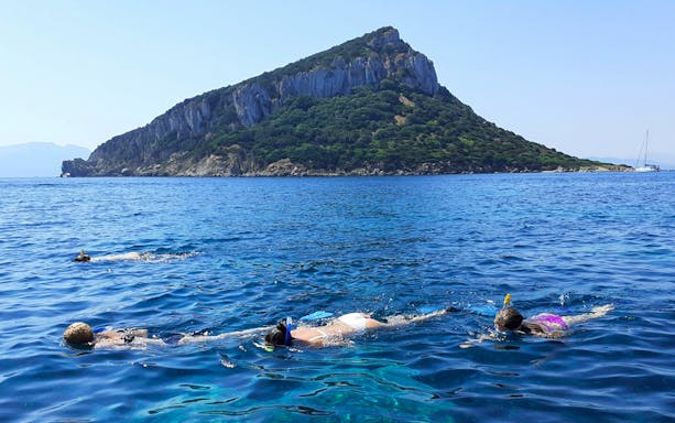 Snorkelers in blue water near Figarolo Island during a dolphin watching tour.