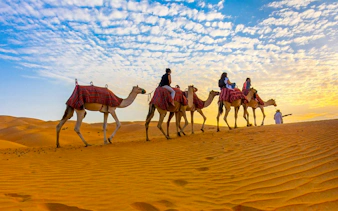 Camel ride in Dubai desert during sunset with tourists and guide.