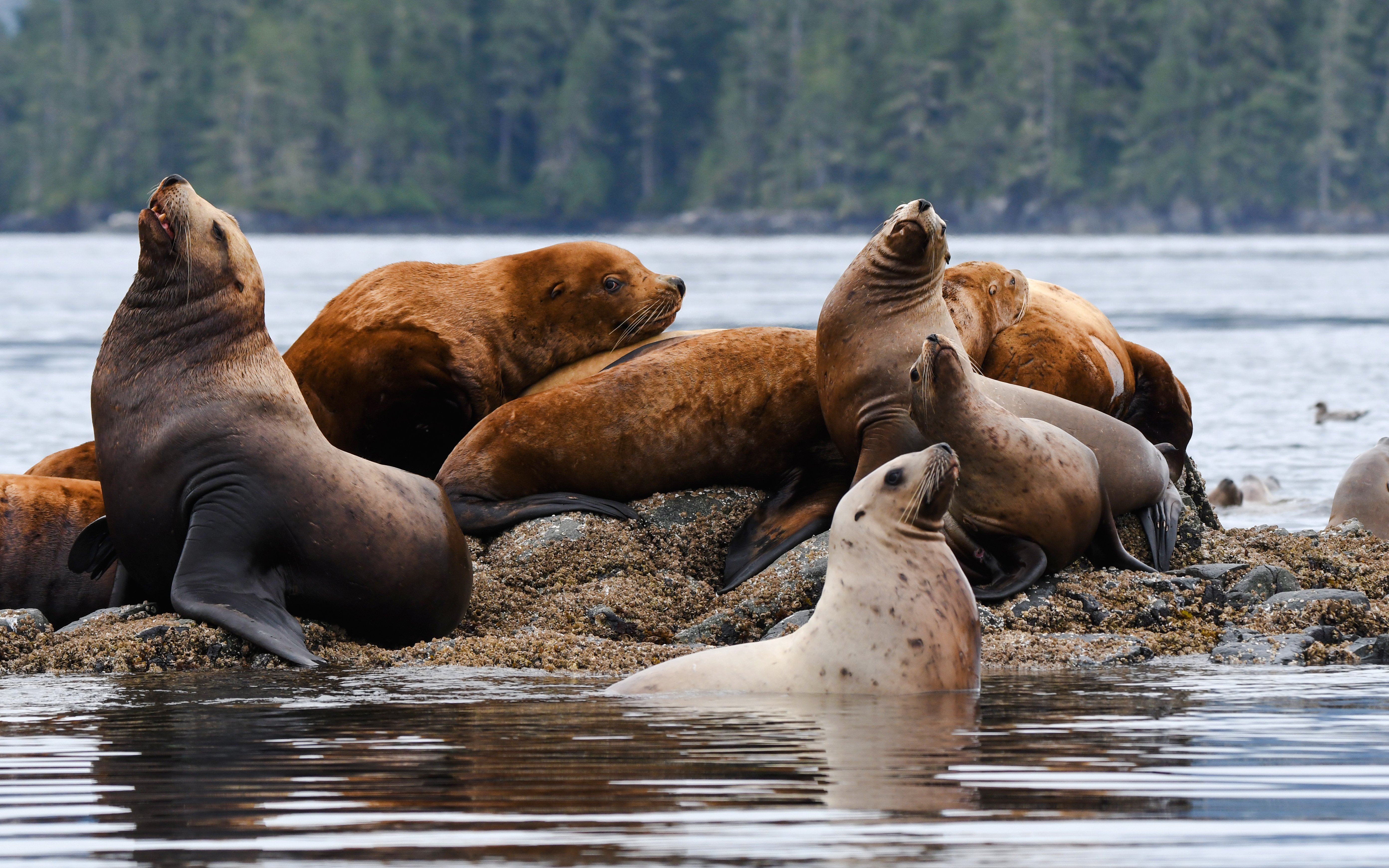 Steller sea lions resting on rocks during Vancouver Whale Watching Tour.