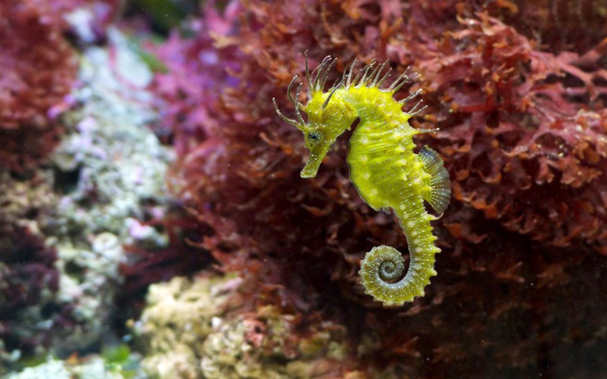 Seahorse swimming near coral at Schönbrunn Zoo.