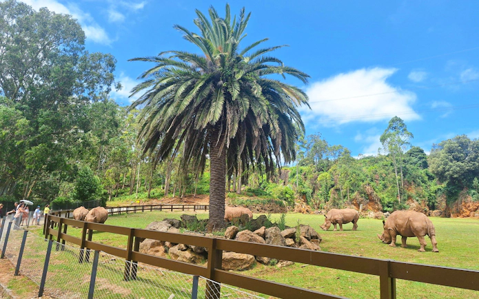 Rhinos grazing near a palm tree at Cabárceno Nature Park, Spain.