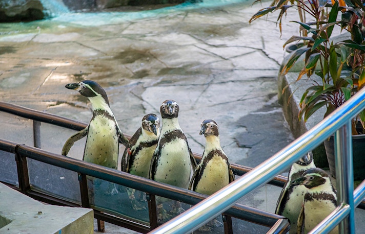 things dto do in phillip island - penguin parade
