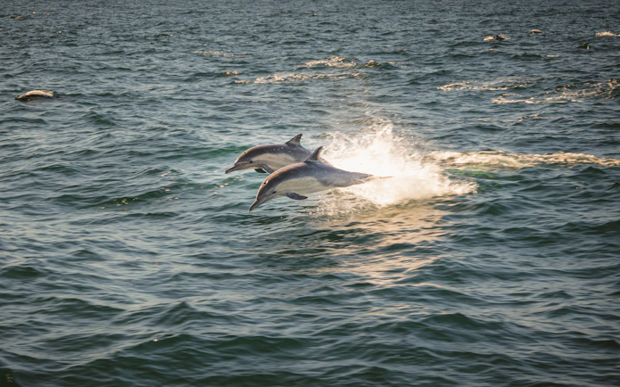 Common dolphins leaping in the ocean off San Diego coast.