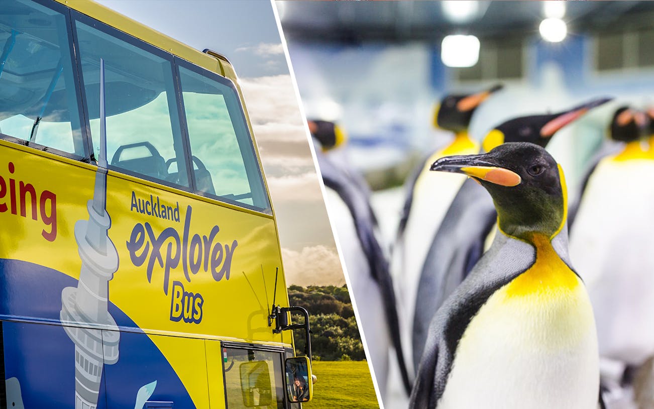 Auckland Explorer Bus and penguins at SEA LIFE Kelly Tarlton's.