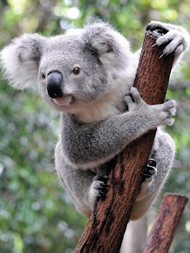 Koala clinging to a tree at Port Stephens Koala Sanctuary.
