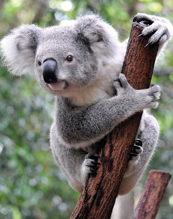 Koala clinging to a tree at Port Stephens Koala Sanctuary.