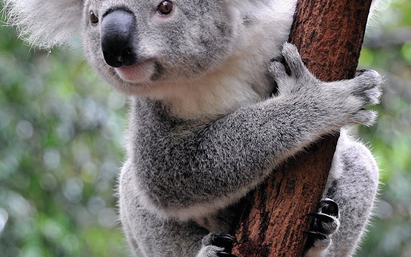 Koala clinging to a tree at Port Stephens Koala Sanctuary.