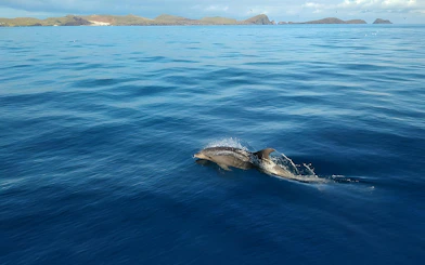 Dolphin swimming near Madeira coast during a whale watching tour.