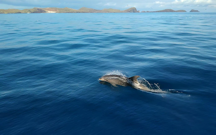 Dolphin swimming near Madeira coast during a whale watching tour.