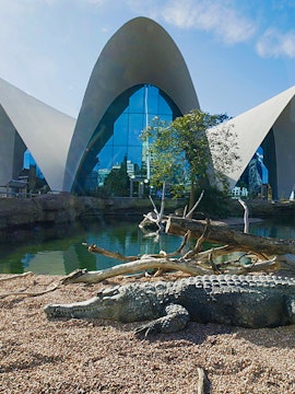 Crocodile resting by water at Oceanografic Valencia with modern architecture in background.