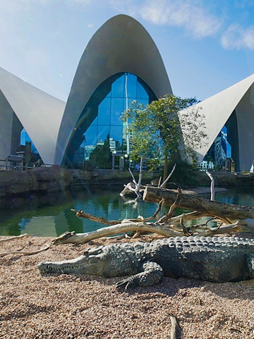 Crocodile resting by water at Oceanografic Valencia with modern architecture in background.