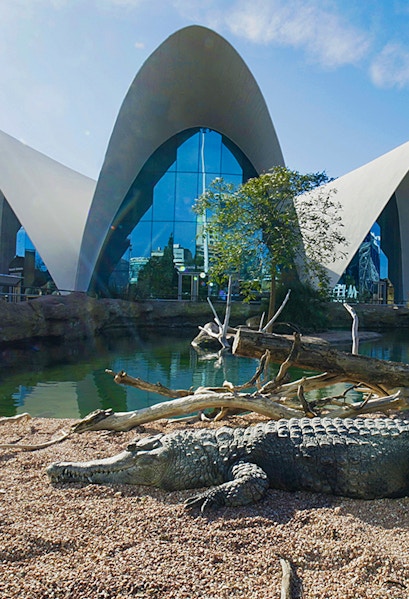 Crocodile resting by water at Oceanografic Valencia with modern architecture in background.