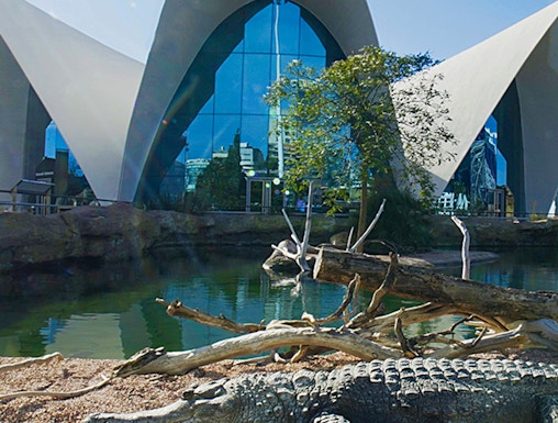 Crocodile resting by water at Oceanografic Valencia with modern architecture in background.