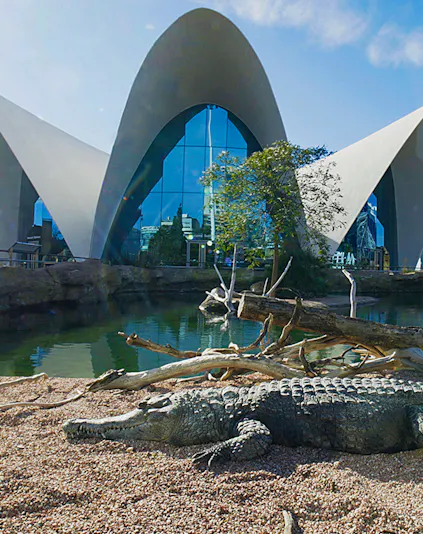 Crocodile resting by water at Oceanografic Valencia with modern architecture in background.
