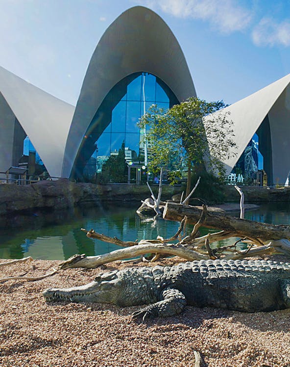 Crocodile resting by water at Oceanografic Valencia with modern architecture in background.