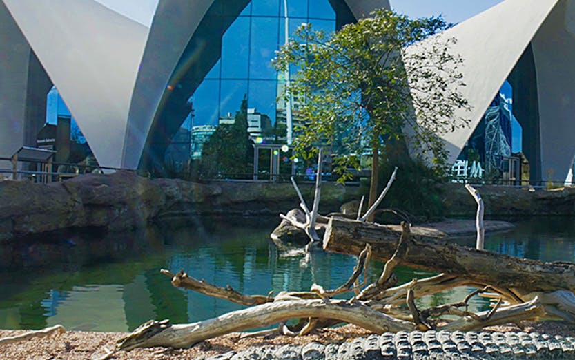 Crocodile resting by water at Oceanografic Valencia with modern architecture in background.