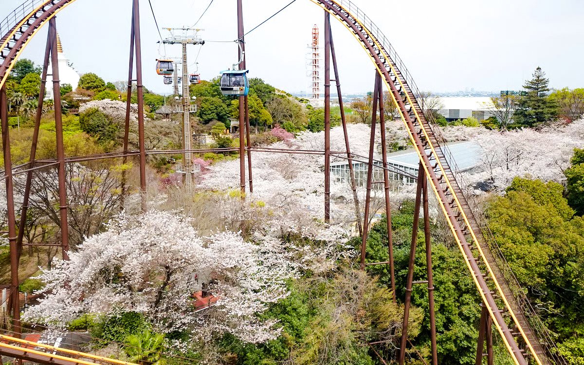 Roller coaster tracks and ropeway amid cherry blossoms at Yomiuriland, Tokyo, Japan.